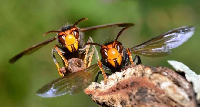 蜜蜂vs日本大黄蜂的相关图片